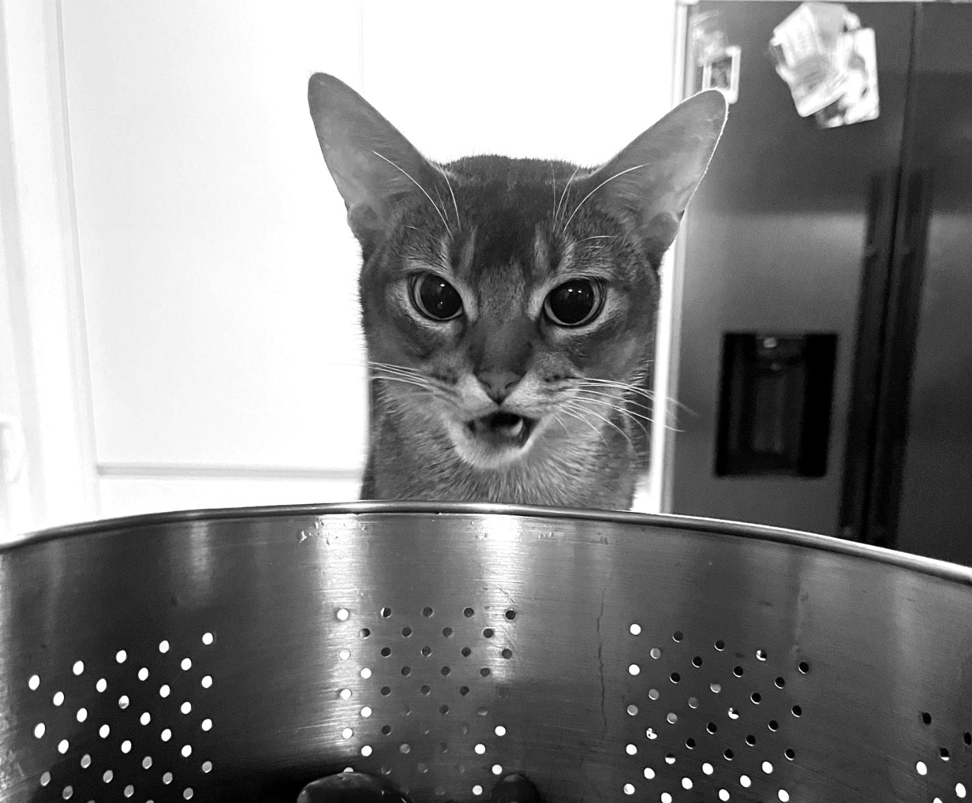 Katze, mit leicht geöffnetem Mund, die sich über Hühnerherzen freut