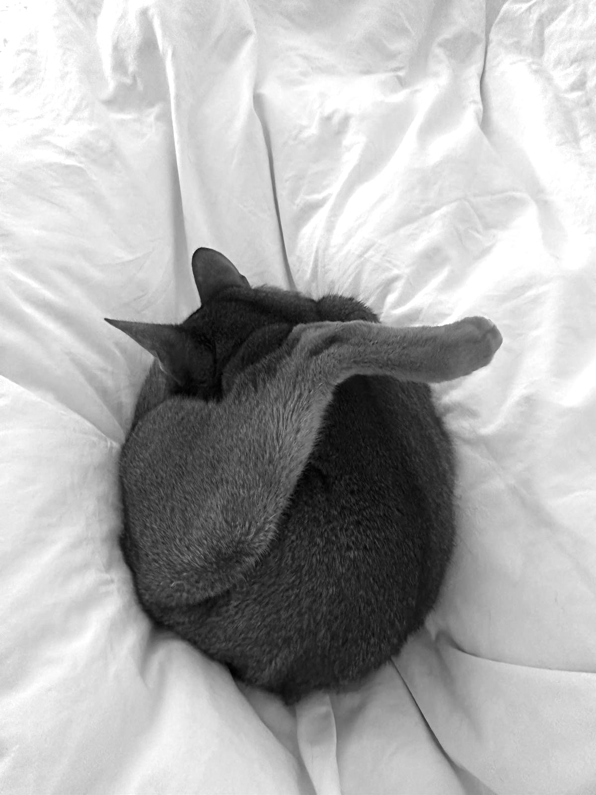 Schlafende Katze auf Bett