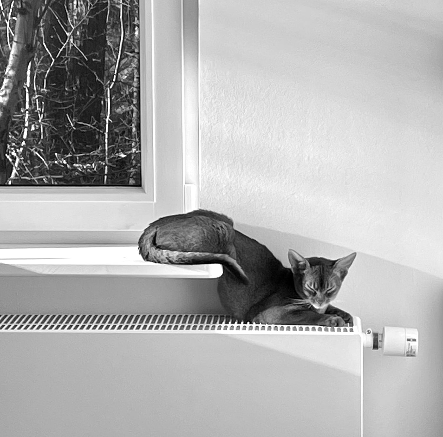 Schlafende Katze auf Fensterbank an der Heizung