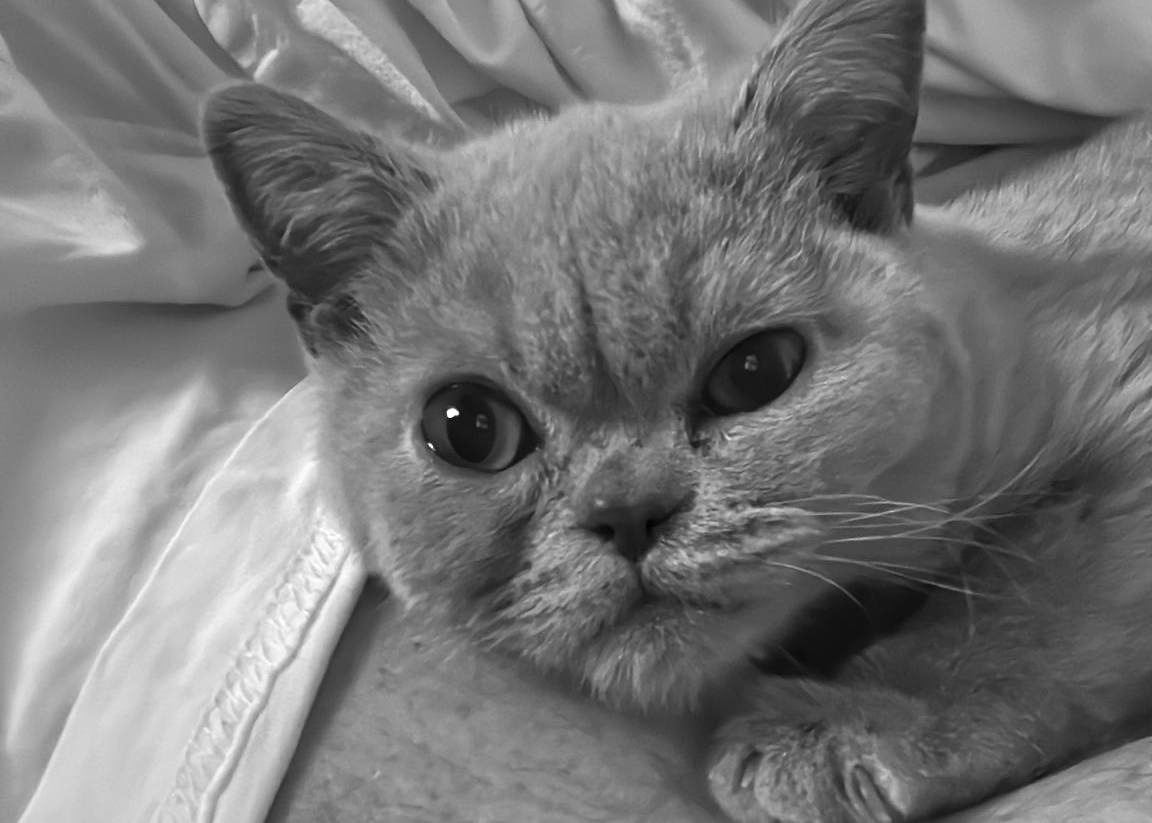 Kleine kranke Katze auf Arm