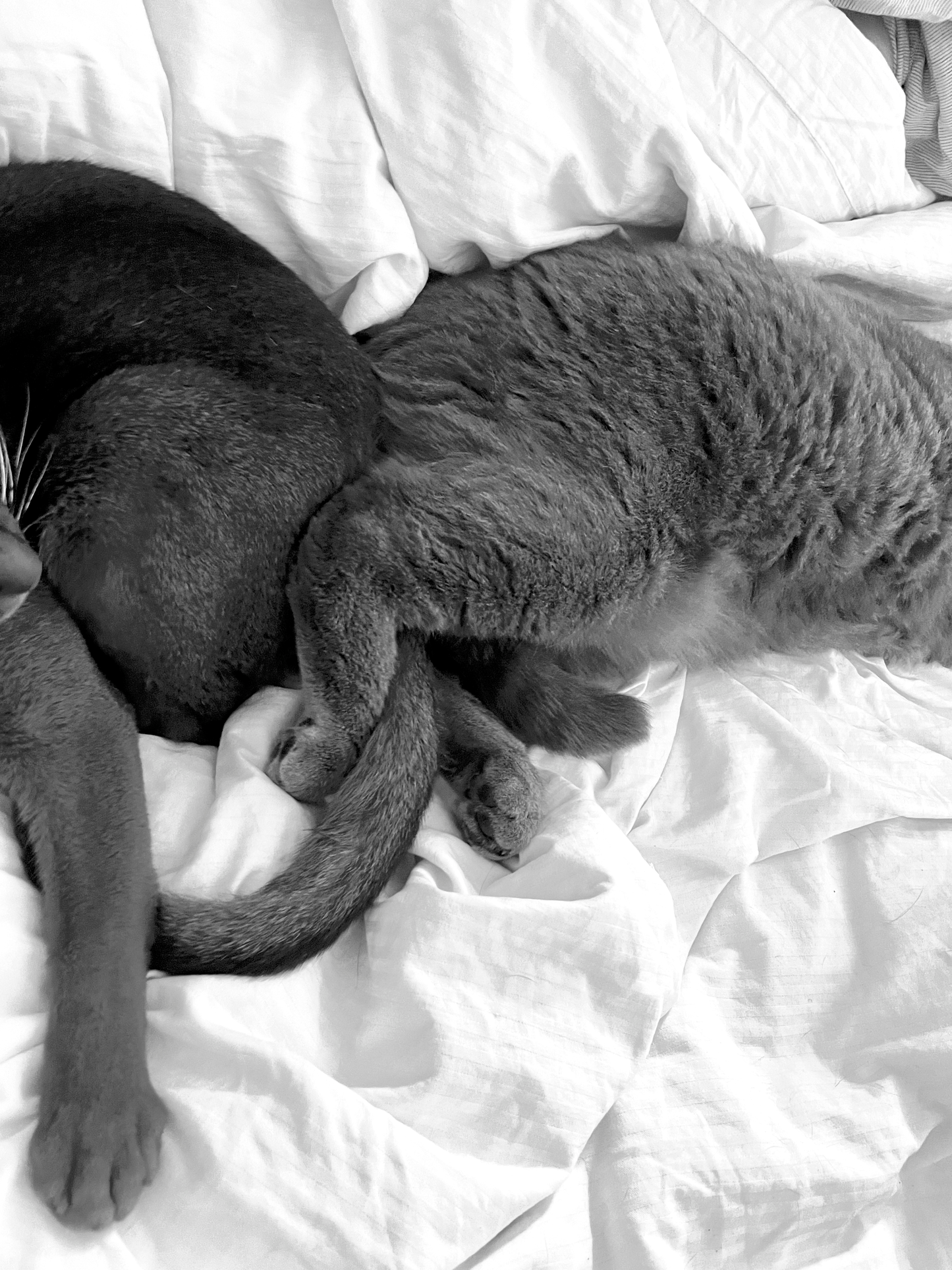 Monatliche Mitgliedschaften