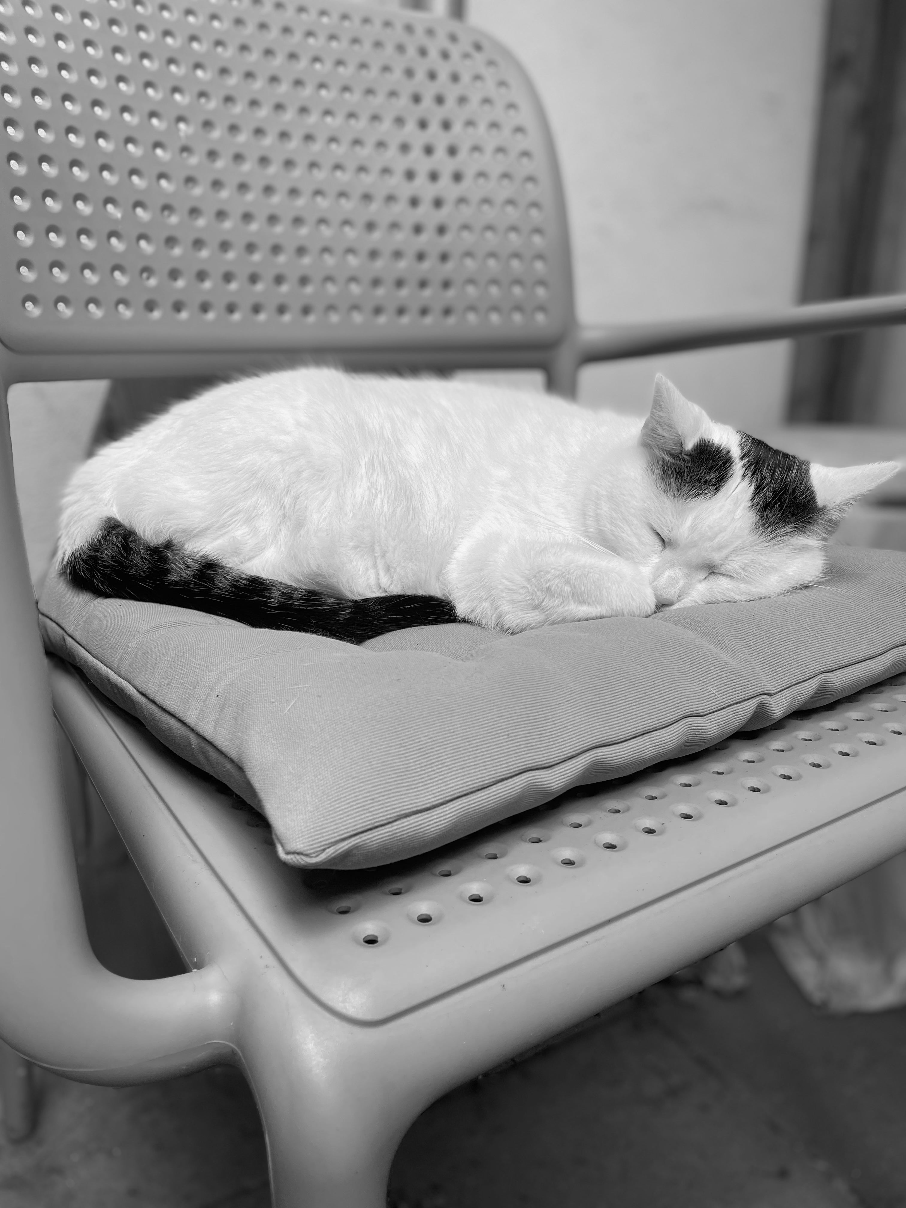 Schlafende Katze auf Balkon