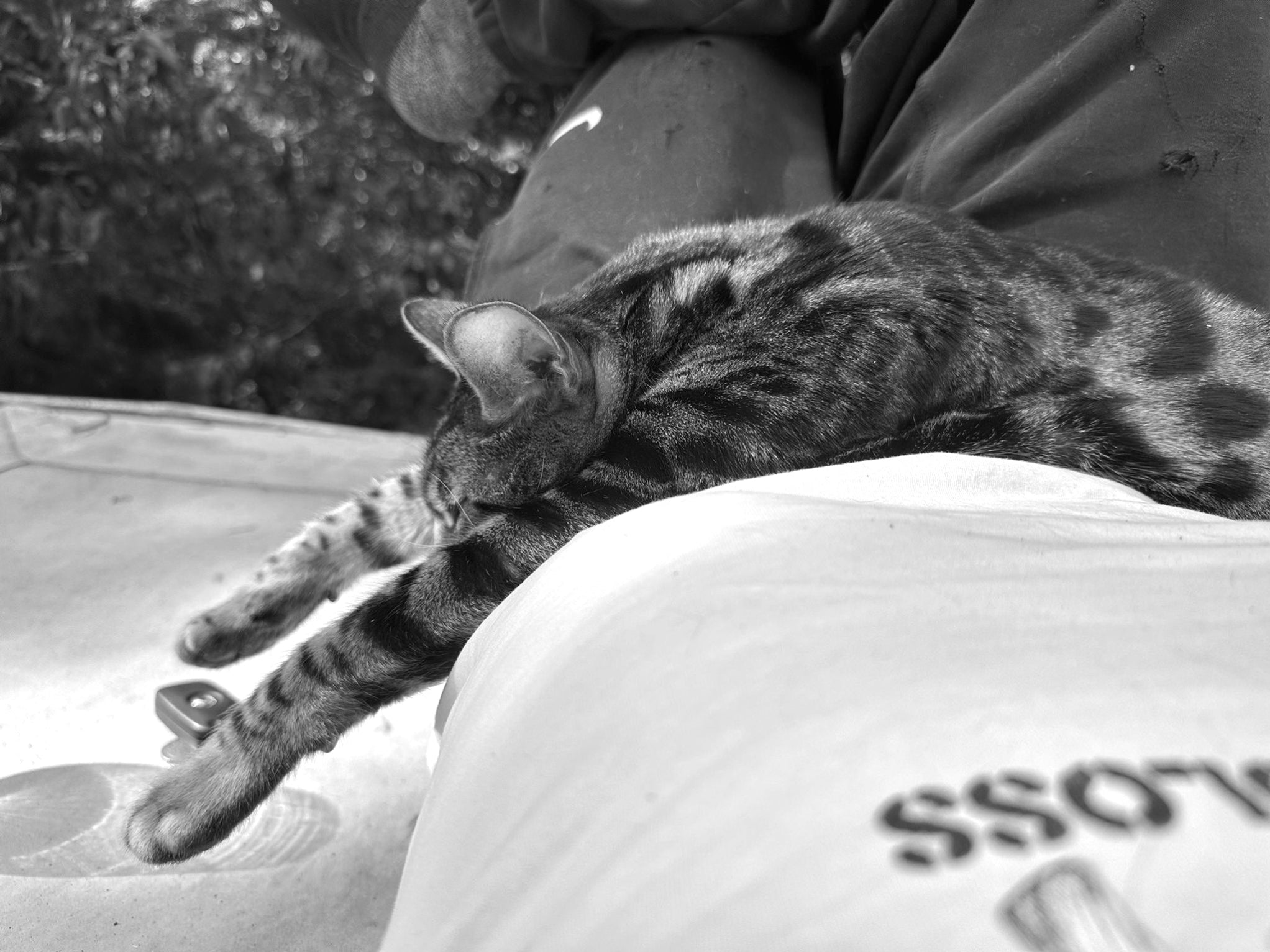 Schlafende Katze auf Dach