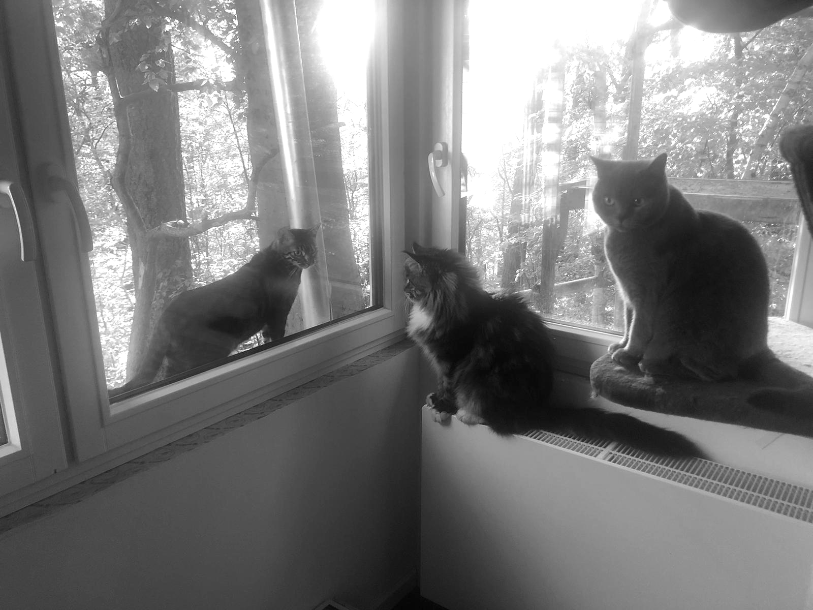 Drei Katzen am Fenster mit Blick in den Wald